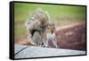 Traveling Squirrel Photo-null-Framed Stretched Canvas