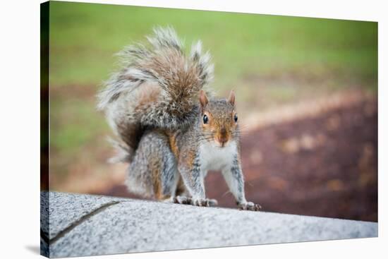 Traveling Squirrel Photo-null-Stretched Canvas