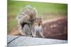 Traveling Squirrel Photo-null-Mounted Poster