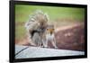 Traveling Squirrel Photo-null-Framed Poster