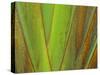 Travellers Palm (Ravenala madagascariensis) close-up of petioles, Madagascar-Jean Hosking-Stretched Canvas