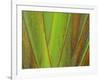 Travellers Palm (Ravenala madagascariensis) close-up of petioles, Madagascar-Jean Hosking-Framed Photographic Print