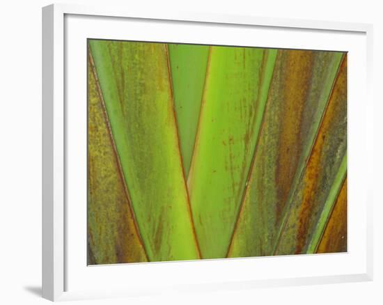 Travellers Palm (Ravenala madagascariensis) close-up of petioles, Madagascar-Jean Hosking-Framed Photographic Print