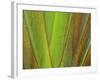 Travellers Palm (Ravenala madagascariensis) close-up of petioles, Madagascar-Jean Hosking-Framed Photographic Print