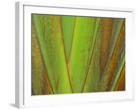 Travellers Palm (Ravenala madagascariensis) close-up of petioles, Madagascar-Jean Hosking-Framed Photographic Print