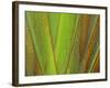 Travellers Palm (Ravenala madagascariensis) close-up of petioles, Madagascar-Jean Hosking-Framed Photographic Print