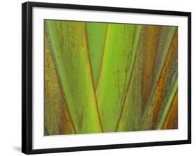 Travellers Palm (Ravenala madagascariensis) close-up of petioles, Madagascar-Jean Hosking-Framed Photographic Print