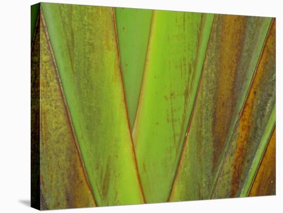 Travellers Palm (Ravenala madagascariensis) close-up of petioles, Madagascar-Jean Hosking-Stretched Canvas