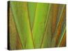 Travellers Palm (Ravenala madagascariensis) close-up of petioles, Madagascar-Jean Hosking-Stretched Canvas