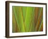 Travellers Palm (Ravenala madagascariensis) close-up of petioles, Madagascar-Jean Hosking-Framed Photographic Print