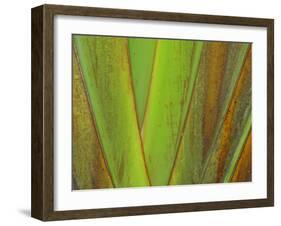 Travellers Palm (Ravenala madagascariensis) close-up of petioles, Madagascar-Jean Hosking-Framed Photographic Print