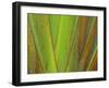 Travellers Palm (Ravenala madagascariensis) close-up of petioles, Madagascar-Jean Hosking-Framed Photographic Print