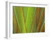 Travellers Palm (Ravenala madagascariensis) close-up of petioles, Madagascar-Jean Hosking-Framed Photographic Print