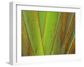 Travellers Palm (Ravenala madagascariensis) close-up of petioles, Madagascar-Jean Hosking-Framed Photographic Print