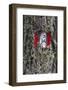 Travellingmarking on a Tree, Hiking at the Bottom of the Sas Dla Crusc, South Tyrol-Gerhard Wild-Framed Photographic Print