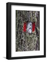Travellingmarking on a Tree, Hiking at the Bottom of the Sas Dla Crusc, South Tyrol-Gerhard Wild-Framed Photographic Print