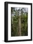 Traversing the 7 bridges high in the canopy of Kakum National Forest-Sheila Haddad-Framed Photographic Print