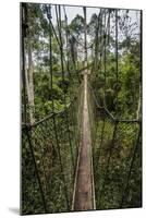 Traversing the 7 bridges high in the canopy of Kakum National Forest-Sheila Haddad-Mounted Photographic Print