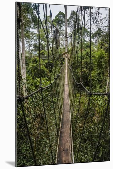 Traversing the 7 bridges high in the canopy of Kakum National Forest-Sheila Haddad-Mounted Photographic Print