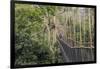 Traversing the 7 bridges high in the canopy of Kakum National Forest-Sheila Haddad-Framed Photographic Print