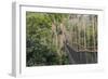 Traversing the 7 bridges high in the canopy of Kakum National Forest-Sheila Haddad-Framed Photographic Print