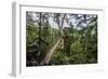 Traversing the 7 bridges high in the canopy of Kakum National Forest-Sheila Haddad-Framed Photographic Print