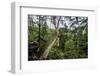 Traversing the 7 bridges high in the canopy of Kakum National Forest-Sheila Haddad-Framed Photographic Print