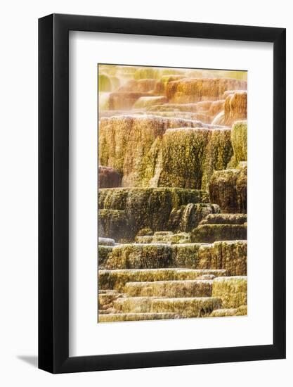 Travertine terraces at Minerva Spring, Mammoth Hot Springs, Yellowstone National Park, Wyoming, USA-Russ Bishop-Framed Photographic Print