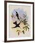 Travies's Inca, Bourcieria Traviesi-John Gould-Framed Giclee Print