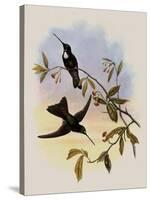 Travies's Inca, Bourcieria Traviesi-John Gould-Stretched Canvas