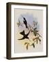 Travies's Inca, Bourcieria Traviesi-John Gould-Framed Giclee Print