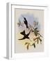 Travies's Inca, Bourcieria Traviesi-John Gould-Framed Giclee Print