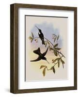 Travies's Inca, Bourcieria Traviesi-John Gould-Framed Giclee Print