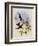 Travies's Inca, Bourcieria Traviesi-John Gould-Framed Giclee Print