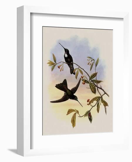 Travies's Inca, Bourcieria Traviesi-John Gould-Framed Giclee Print