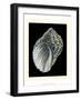 Treasures of the Sea III-Pierre-Joseph Redouté-Framed Art Print