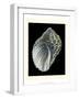 Treasures of the Sea III-Pierre-Joseph Redouté-Framed Art Print