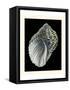 Treasures of the Sea III-Pierre-Joseph Redouté-Framed Stretched Canvas