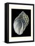 Treasures of the Sea III-Pierre-Joseph Redouté-Framed Stretched Canvas