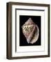 Treasures of the Sea V-Pierre-Joseph Redouté-Framed Art Print