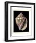 Treasures of the Sea V-Pierre-Joseph Redouté-Framed Art Print