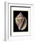 Treasures of the Sea V-Pierre-Joseph Redouté-Framed Art Print