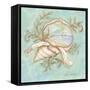 Treasures of the Tide II-Kate McRostie-Framed Stretched Canvas