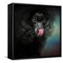 Treat Snatcher Toy Black Poodle-Jai Johnson-Framed Stretched Canvas