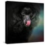 Treat Snatcher Toy Black Poodle-Jai Johnson-Stretched Canvas