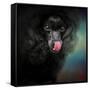 Treat Snatcher Toy Black Poodle-Jai Johnson-Framed Stretched Canvas