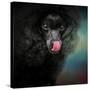 Treat Snatcher Toy Black Poodle-Jai Johnson-Stretched Canvas