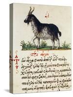 Treatise on Goat-null-Stretched Canvas