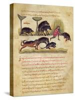 Treatise on the Boar: Life, Mating, Hunting, Illustration from the 'Cynegetica' by Oppian-Italian-Stretched Canvas