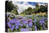 Trebah Garden Hydrangeas Summer-null-Stretched Canvas